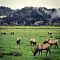 The #elk were a lot closer today. #oregonvibes #traveloregon