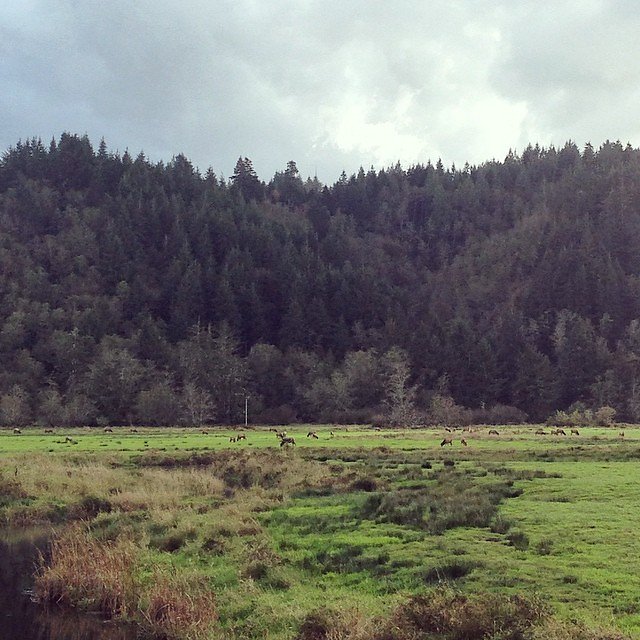 The elk herd was out grazing today.