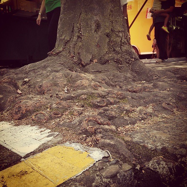 This tree's roots has filled every inch of concrete where it was planted.