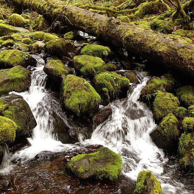 Feel like I just crawled out of Disney's '92 classic Fern Gully. First solo backpacking trip and first one dealing with snow. #hermancreek #columbiarivergorge