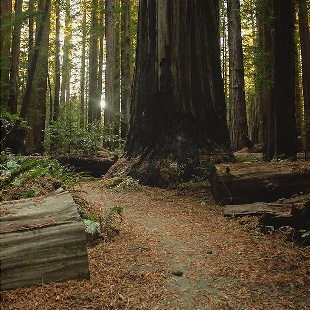 Crawling out of the woods after a week of riding and camping around NorCal. Didn't realize I needed a break so badly. #LostCoast #BikeTour #Outsideisfree -ish