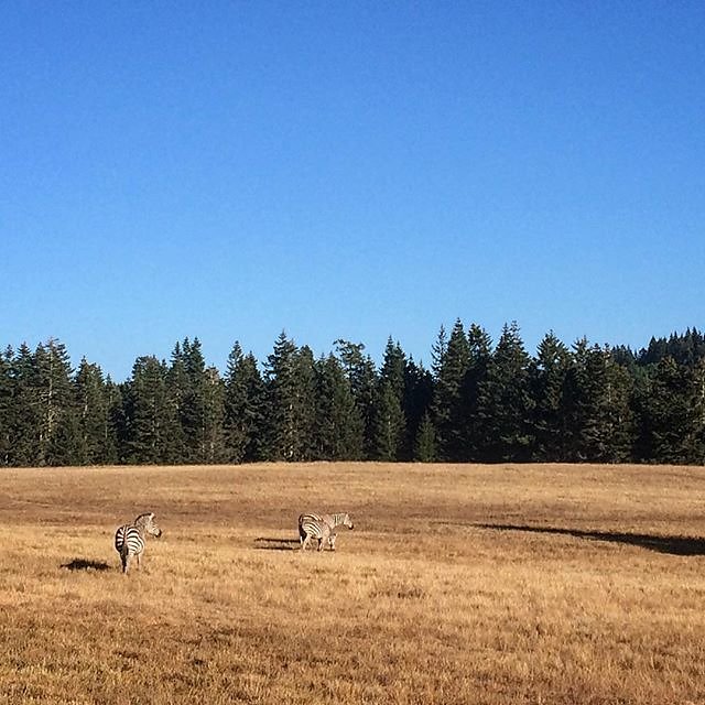 I thought I knew what to expect to see in the #LostCoast but zebra was certainly not one of those things.