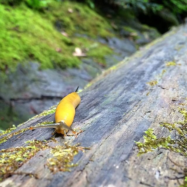 I'd like to imagine this guy commutes along this log daily. #sluglife